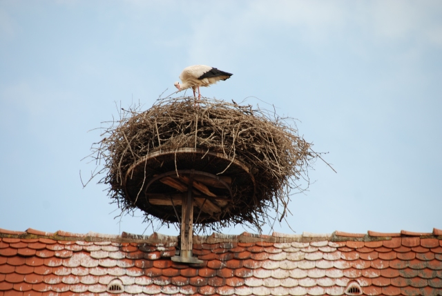 Storks colmar